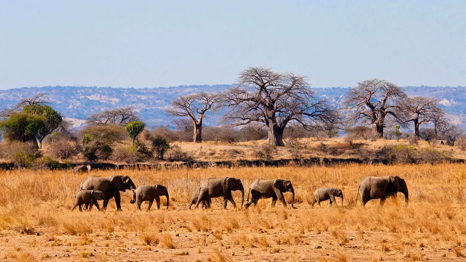 Tarangire Ngorongoro collection photo 4